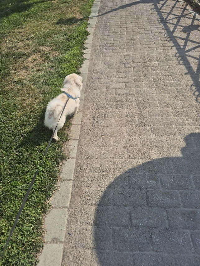 Sılasu Ardıç