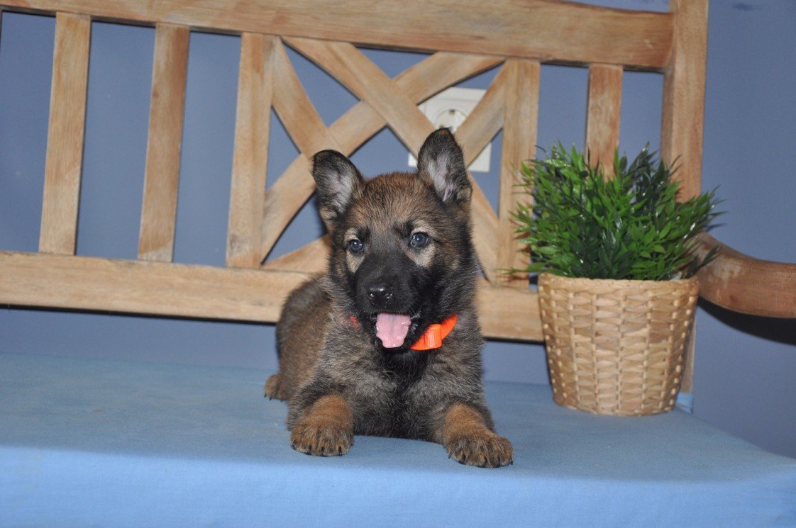 Star Köpek Eğitim Okulu