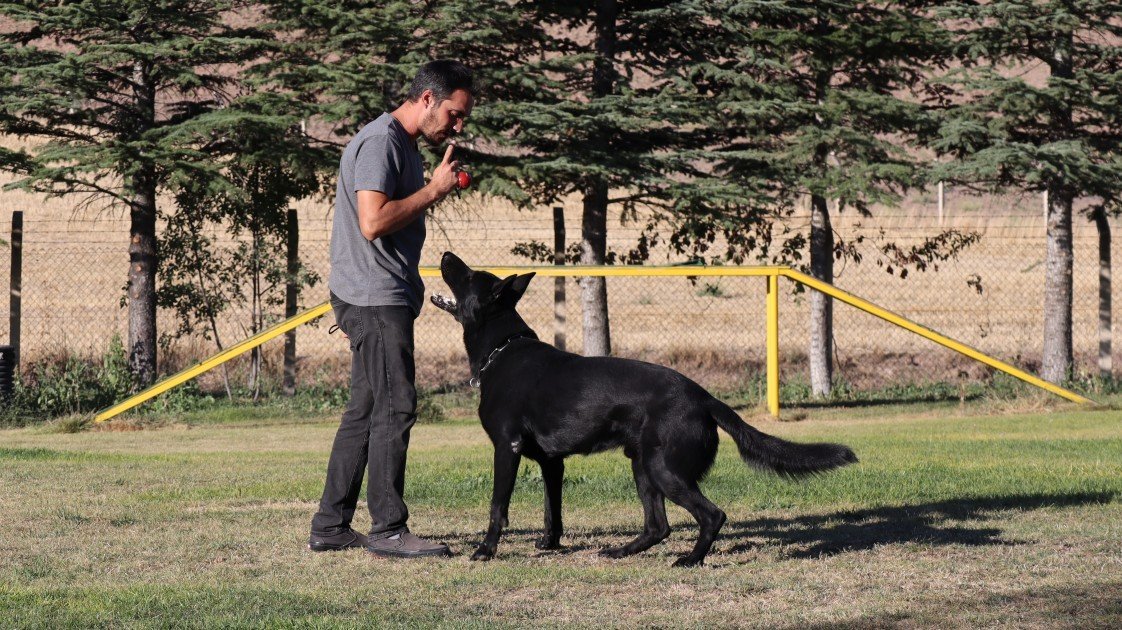 Star Köpek Eğitim Okulu