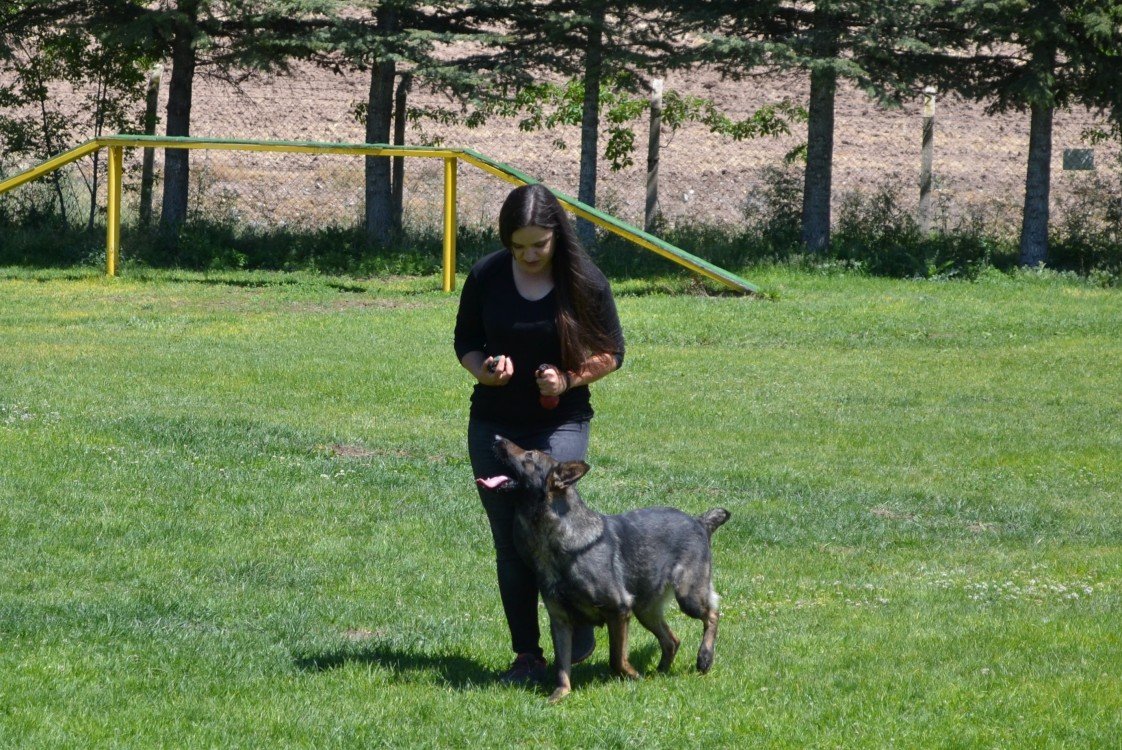 Star Köpek Eğitim Okulu