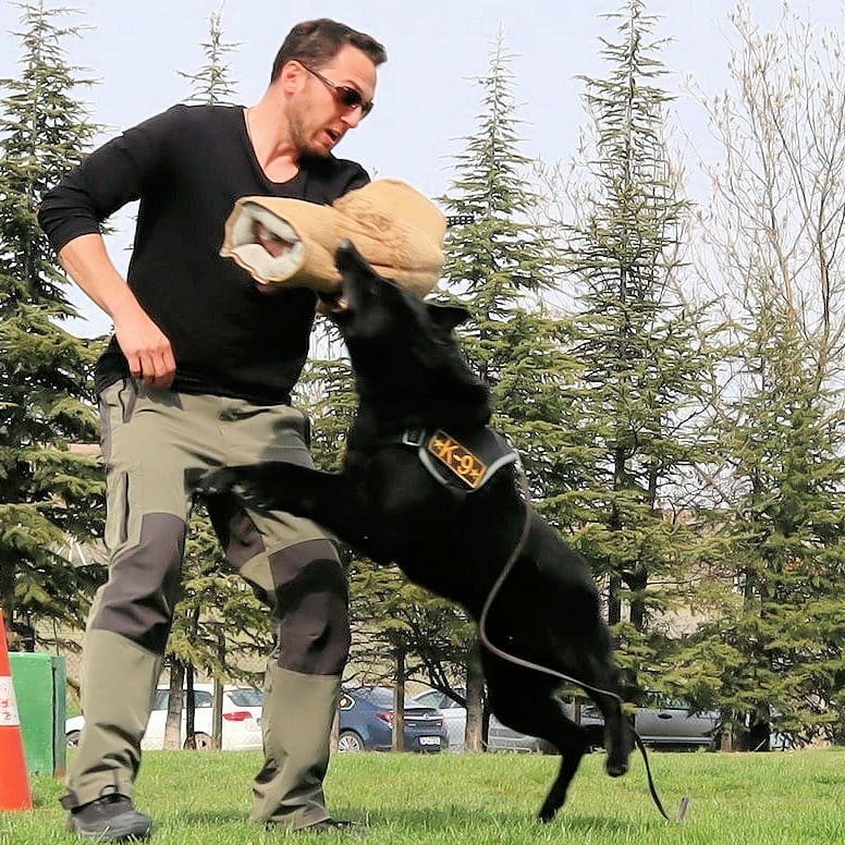 Star Köpek Eğitim Okulu