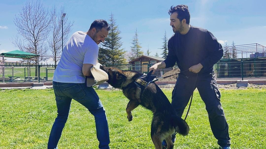 Star Köpek Eğitim Okulu