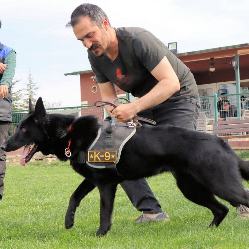 Star Köpek Eğitim Okulu