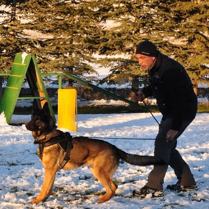 Star Köpek Eğitim Okulu