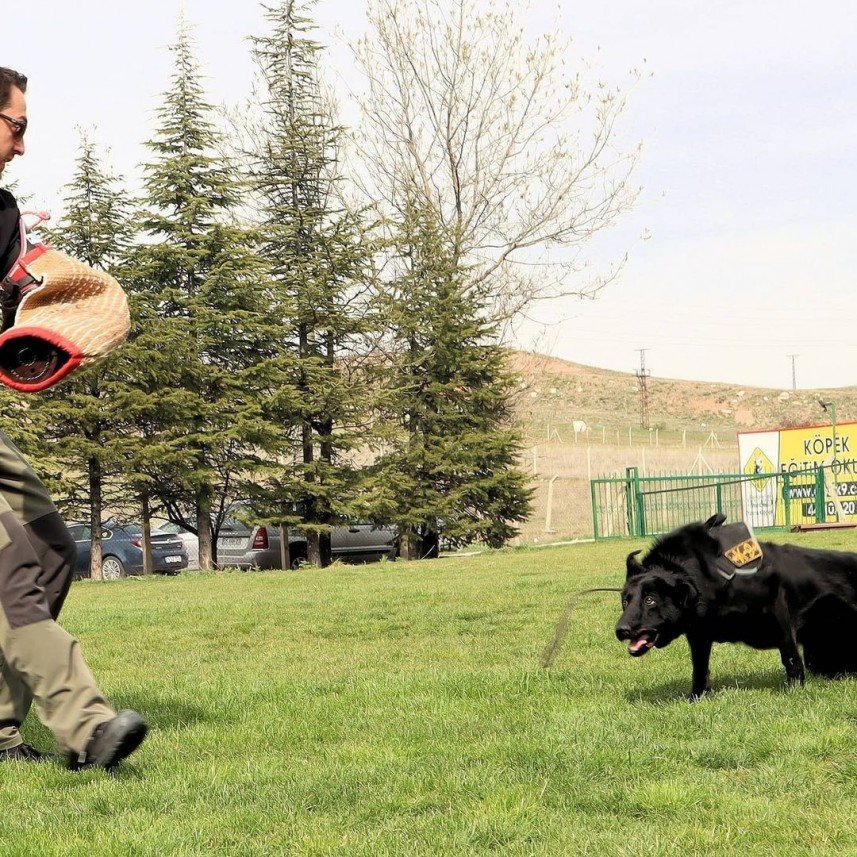 Star Köpek Eğitim Okulu