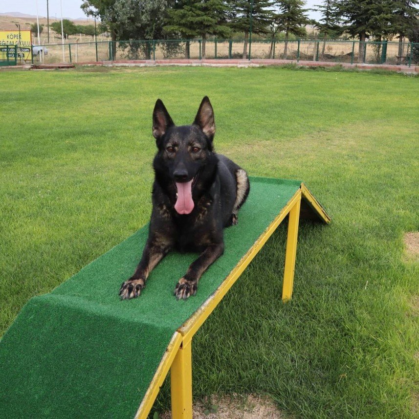 Star Köpek Eğitim Okulu