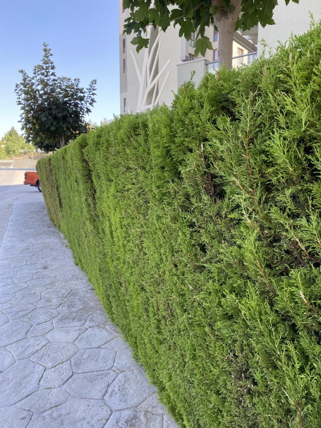 Süleyman Utku Gümeli