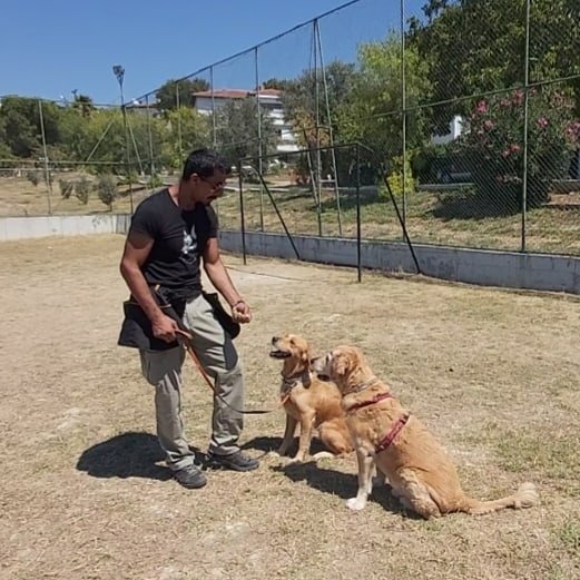 Alfa TG Dog Trainer 