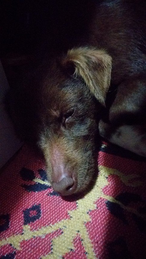 Tuğba Sudenaz  Özdemir