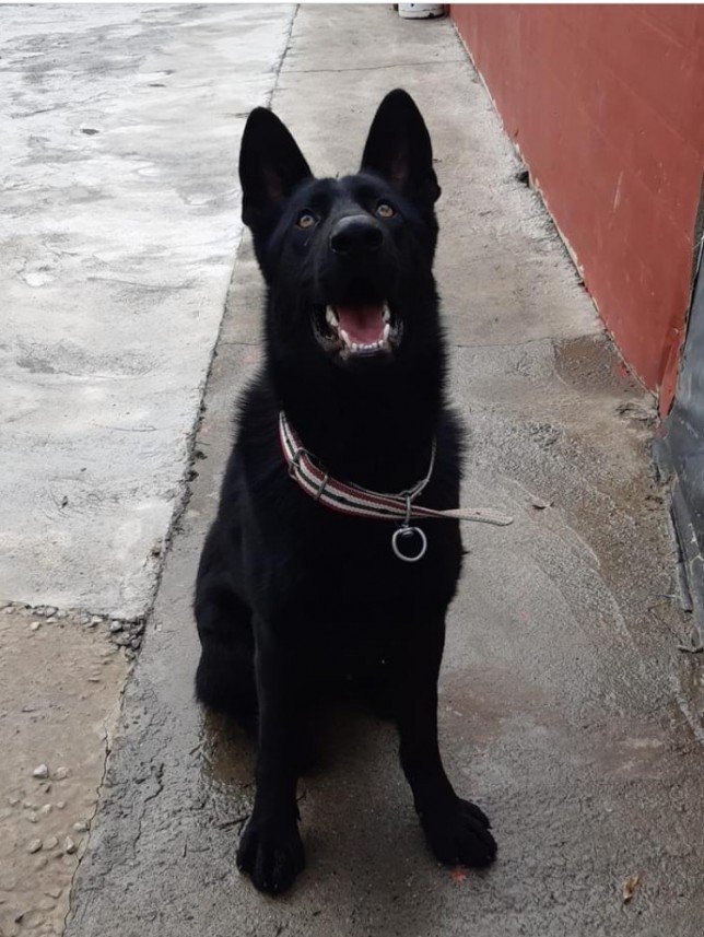 Von Nomadum Köpek Okulu