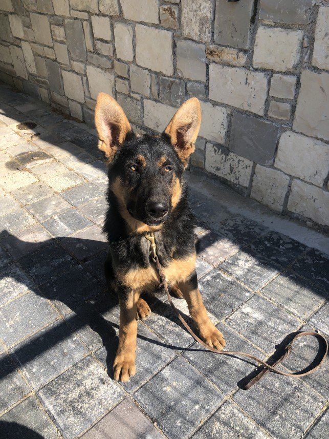 Von Nomadum Köpek Okulu