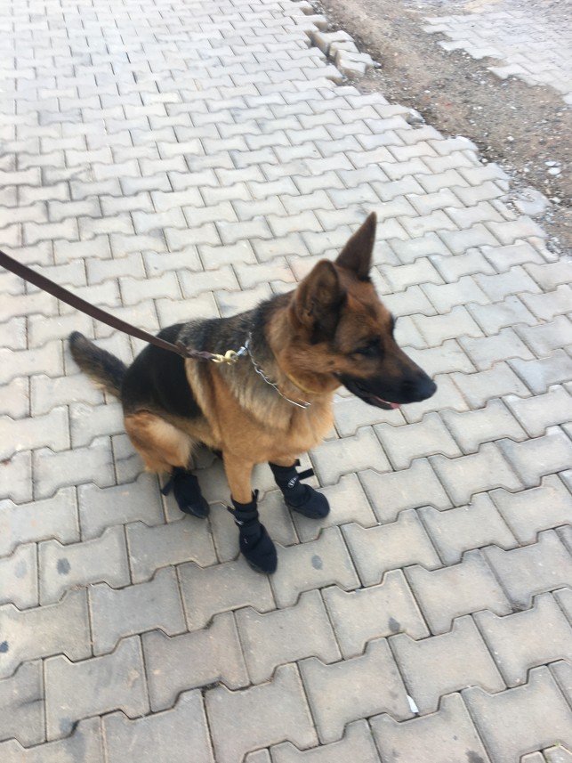 Von Nomadum Köpek Okulu