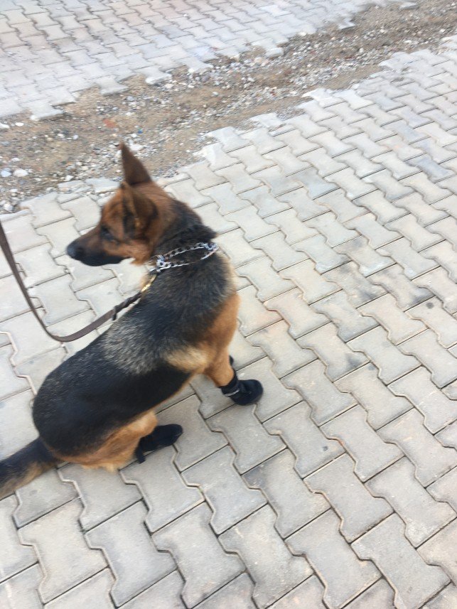 Von Nomadum Köpek Okulu