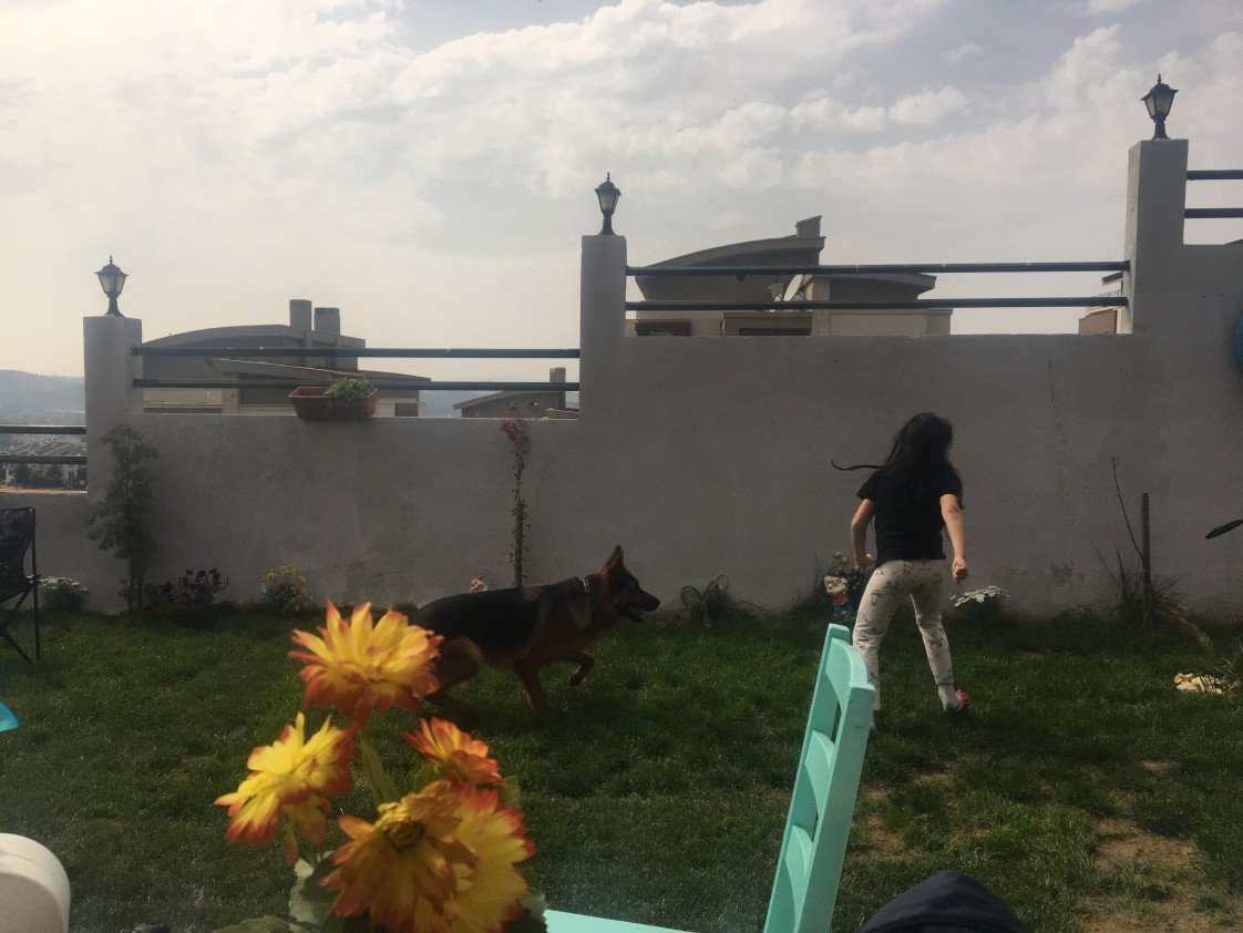 Von Nomadum Köpek Okulu