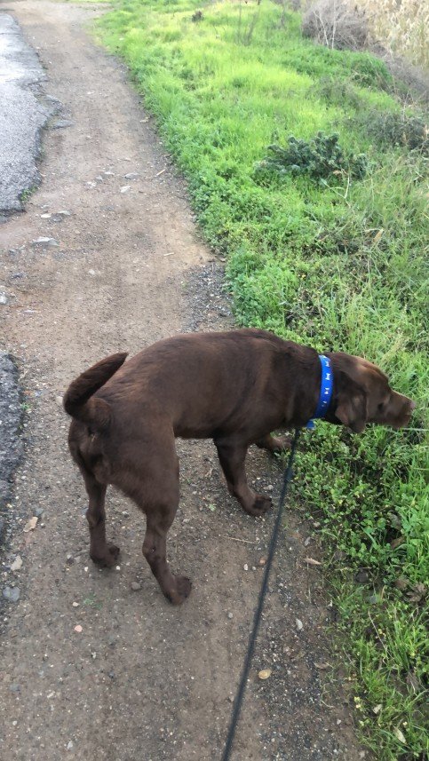 Von Nomadum Köpek Okulu