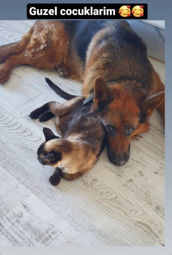 Von Nomadum Köpek Okulu