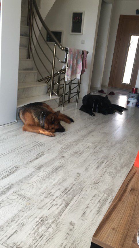 Von Nomadum Köpek Okulu