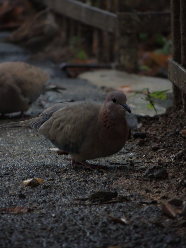 Yusuf Fatih Tiryakioğlu