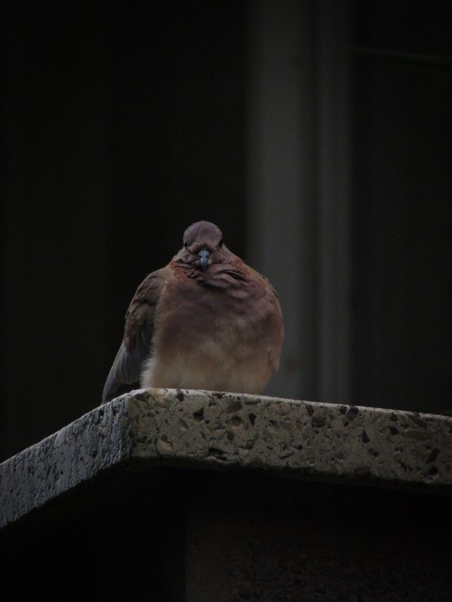 Yusuf Fatih Tiryakioğlu