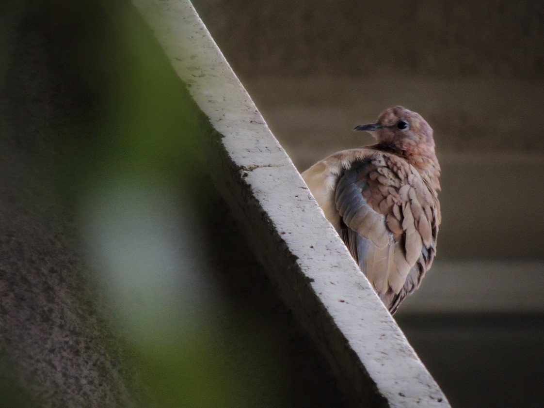 Yusuf Fatih Tiryakioğlu