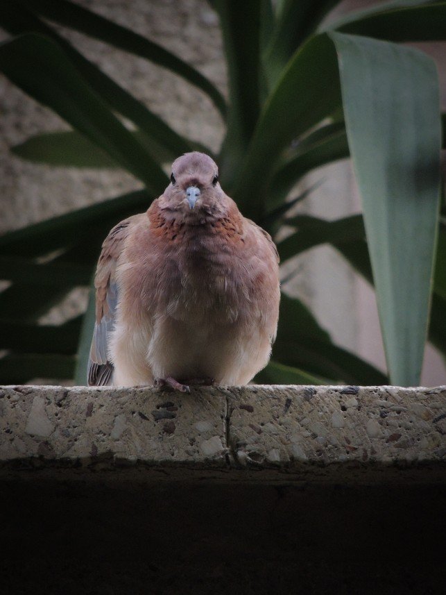 Yusuf Fatih Tiryakioğlu