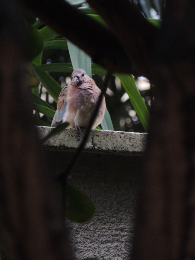 Yusuf Fatih Tiryakioğlu