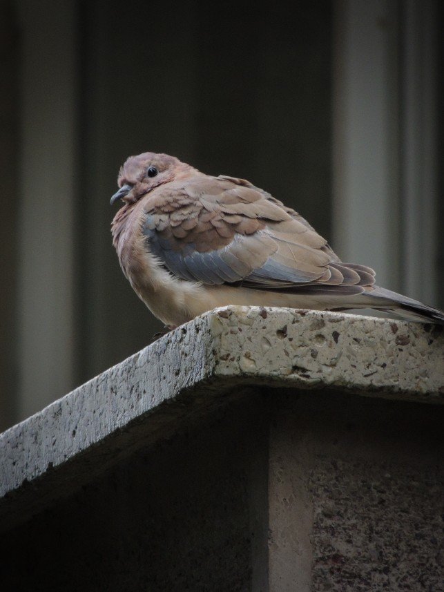 Yusuf Fatih Tiryakioğlu
