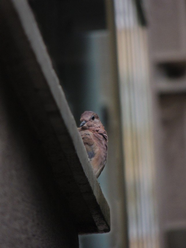 Yusuf Fatih Tiryakioğlu