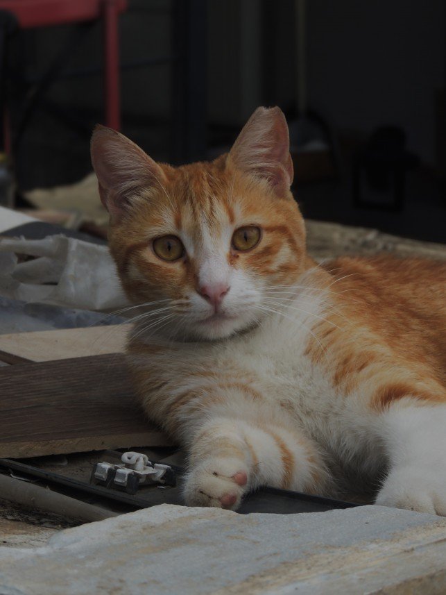 Yusuf Fatih Tiryakioğlu