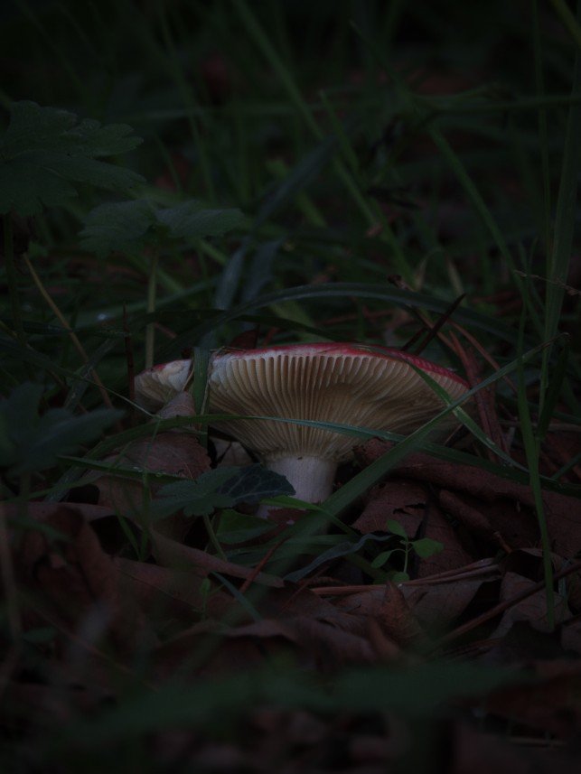 Yusuf Fatih Tiryakioğlu