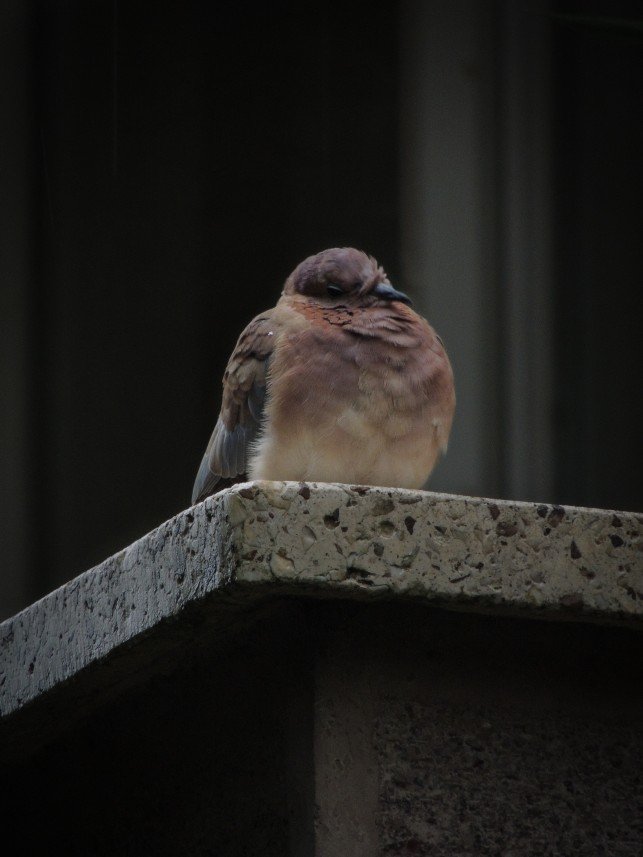 Yusuf Fatih Tiryakioğlu