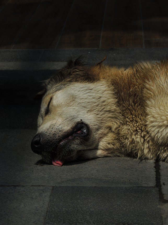 Yusuf Fatih Tiryakioğlu