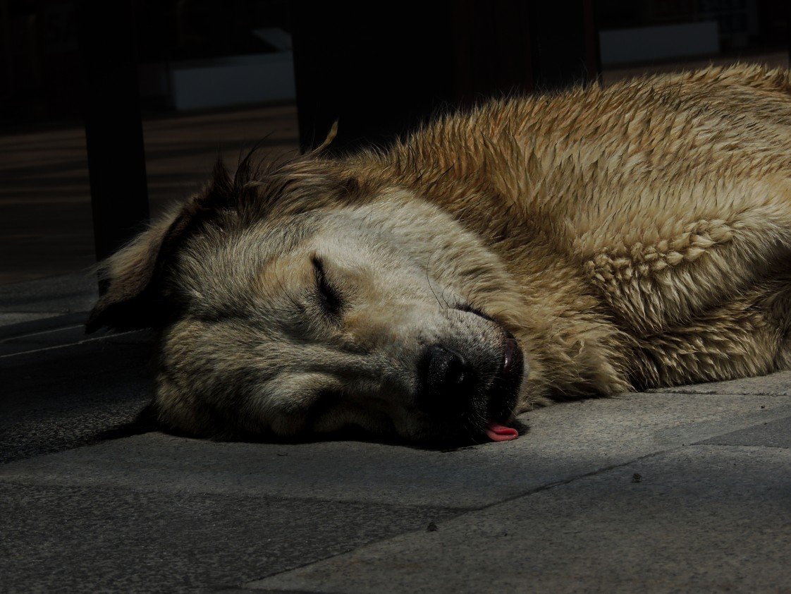 Yusuf Fatih Tiryakioğlu