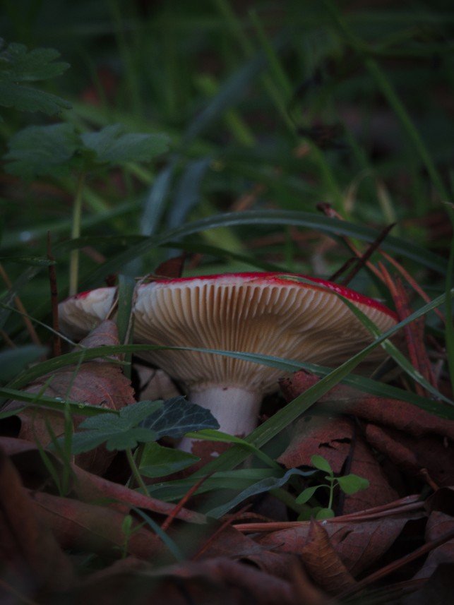 Yusuf Fatih Tiryakioğlu