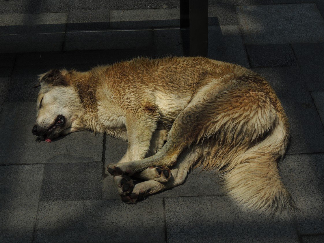 Yusuf Fatih Tiryakioğlu