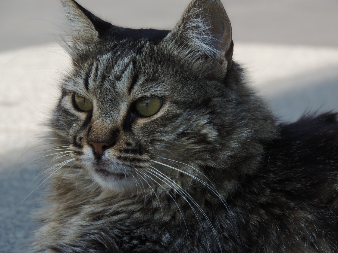 Yusuf Fatih Tiryakioğlu