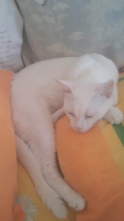 Zehroş Kedi Pansiyon