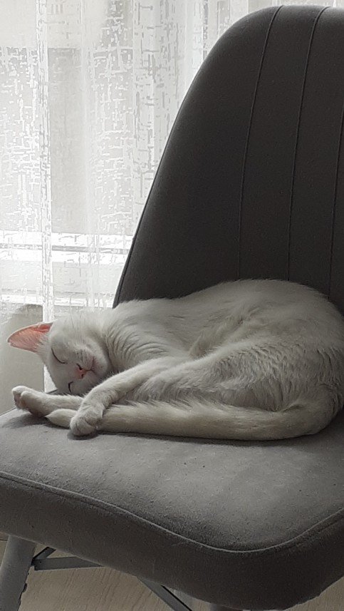 Zehroş Kedi Pansiyon