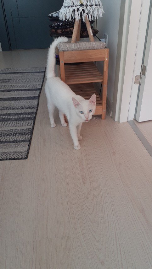 Zehroş Kedi Pansiyon