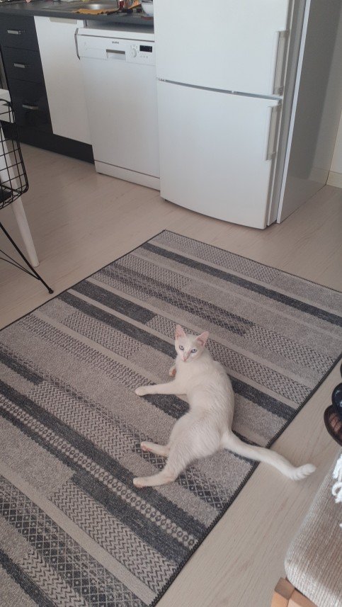 Zehroş Kedi Pansiyon