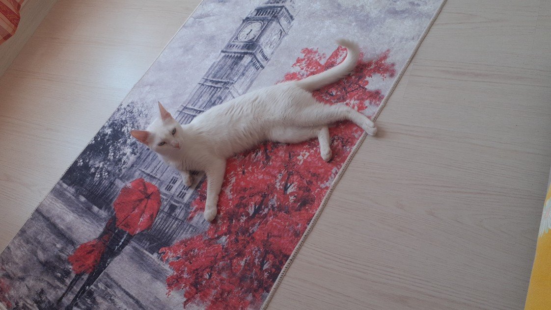 Zehroş Kedi Pansiyon