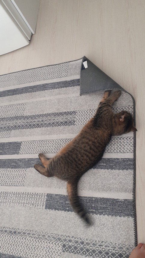 Zehroş Kedi Pansiyon