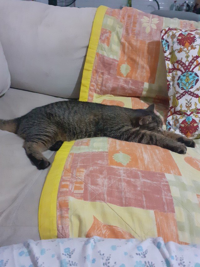 Zehroş Kedi Pansiyon