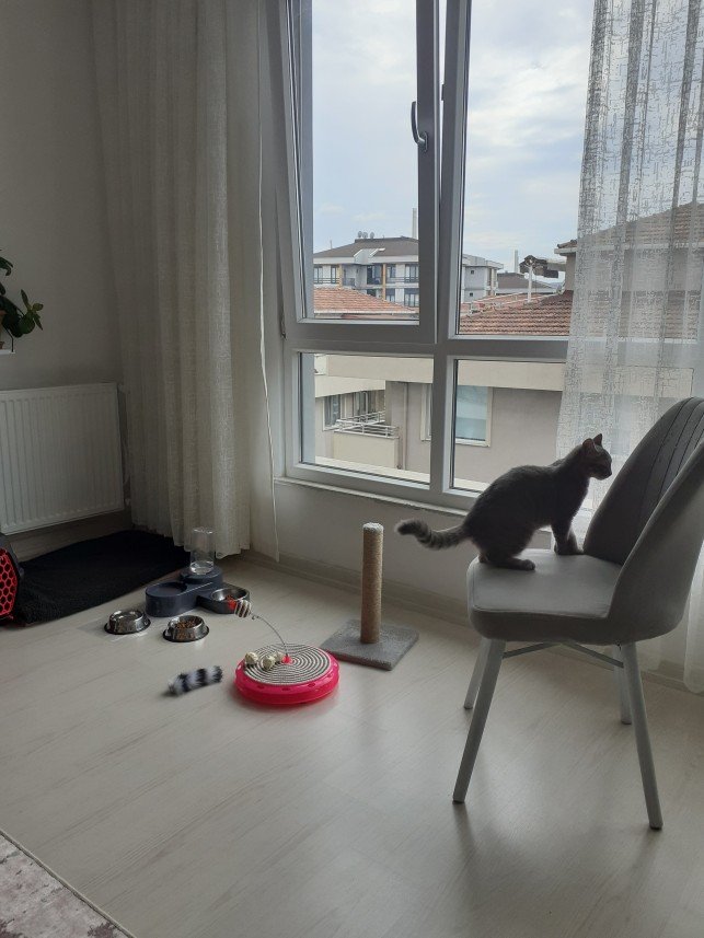 Zehroş Kedi Pansiyon