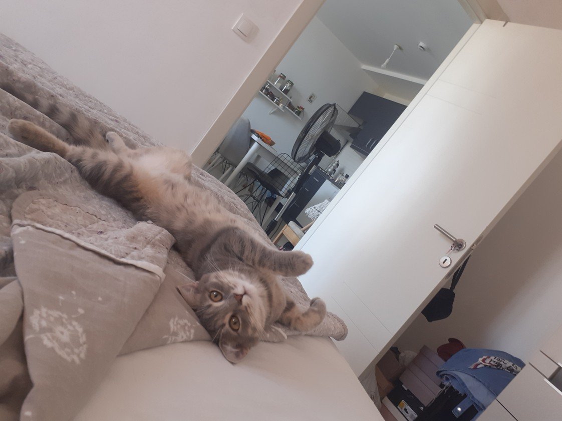 Zehroş Kedi Pansiyon