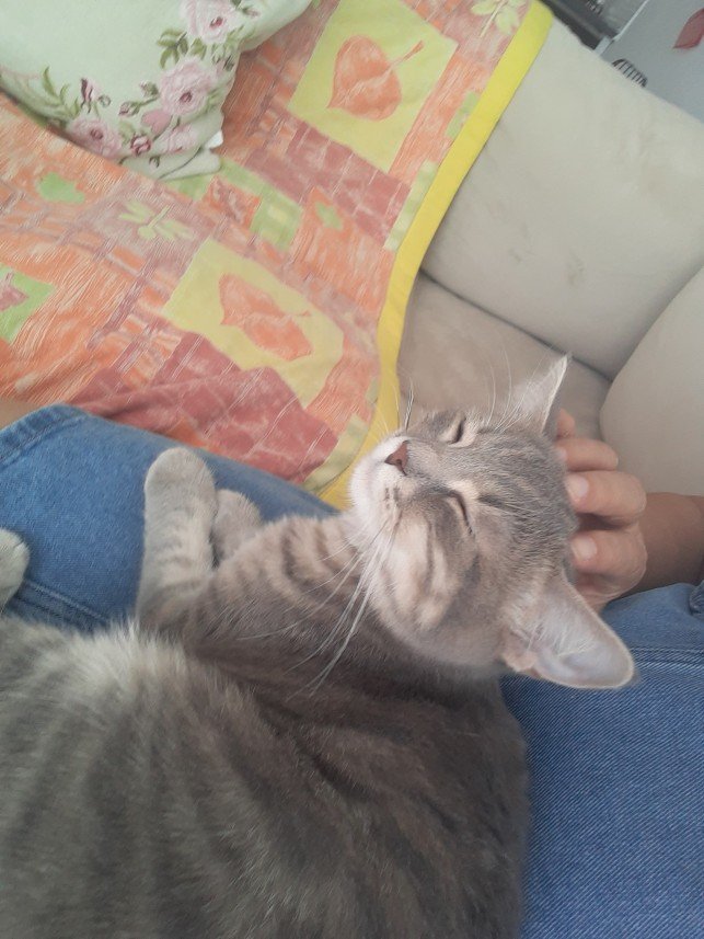 Zehroş Kedi Pansiyon