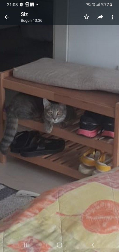 Zehroş Kedi Pansiyon