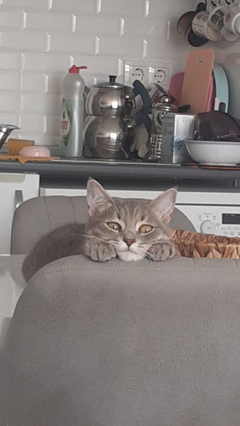 Zehroş Kedi Pansiyon