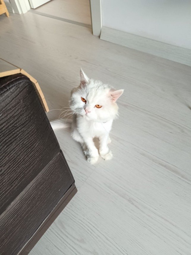 Zehroş Kedi Pansiyon