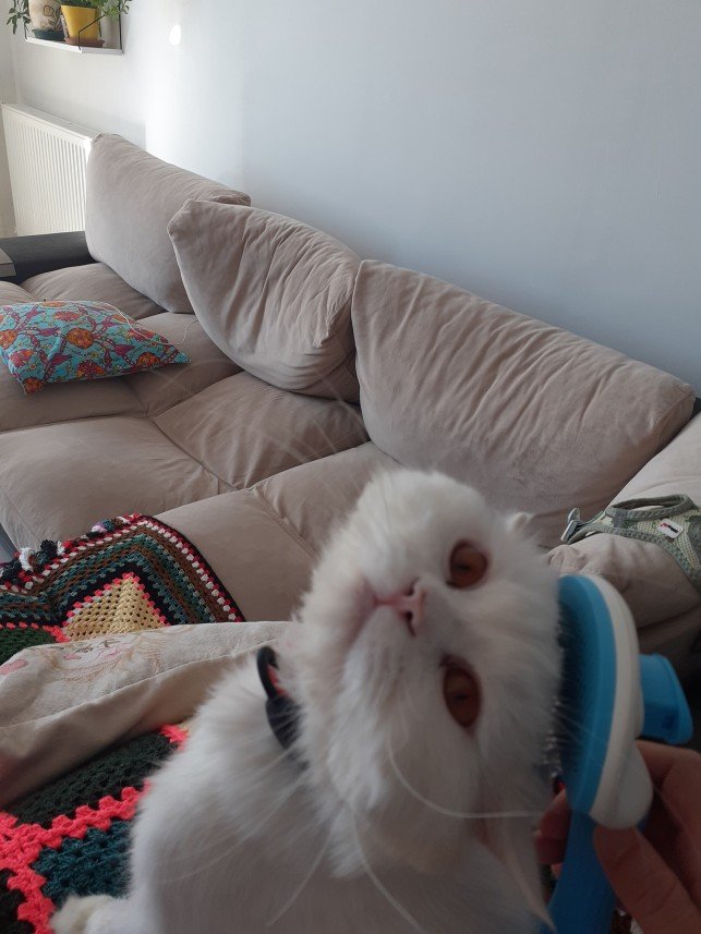 Zehroş Kedi Pansiyon